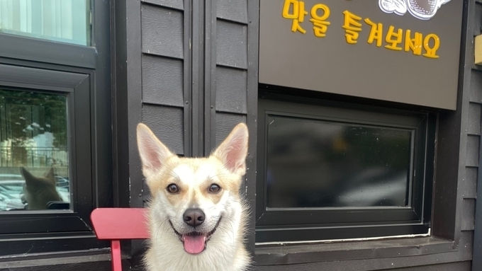 실종된 믹스견 앵두, 지난 4월 25일 경기도 화성시 마도면에서 사라져