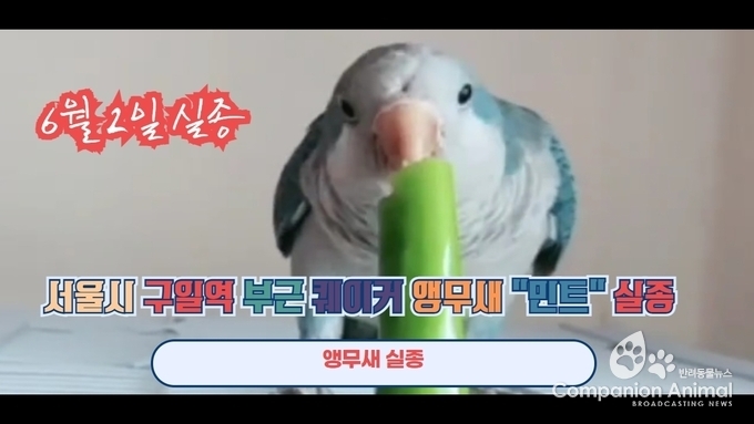 서울시 구일역 부근 퀘이커 앵무새 '민트' 실종