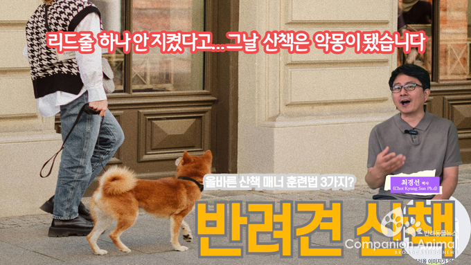 리드줄 하나 안 지켰다고… 그날 산책은 악몽이 됐습니다! 5월, 반려견 산책의 계절… “훈련 없는 강아지 산책은 위험”