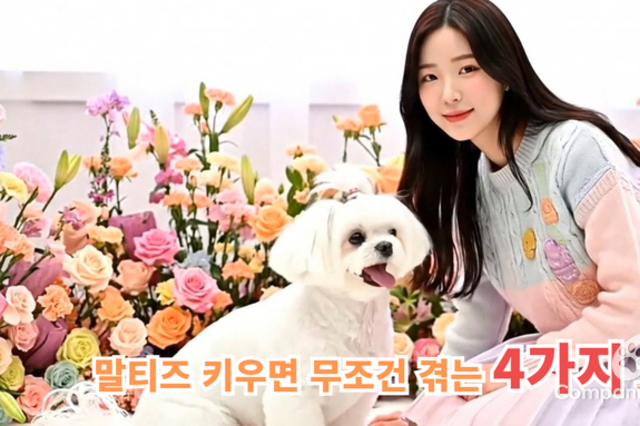 말티즈는 귀엽지만, 키우기는 어렵다
