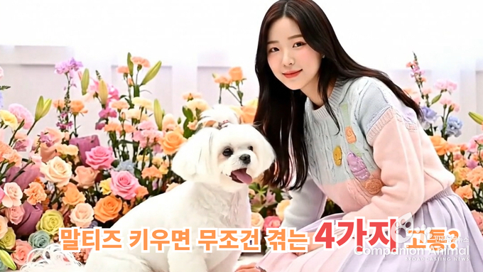 말티즈는 귀엽지만, 키우기는 어렵다
