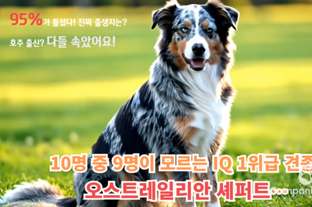 “이름은 호주, 출신은 미국”… 오스트레일리안 셰퍼트, 반려견 그 이상의 가치를 가진 견종