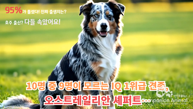 “이름은 호주, 출신은 미국”… 오스트레일리안 셰퍼트, 반려견 그 이상의 가치를 가진 견종