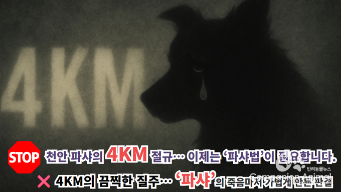 “천안 파샤 사건, 4KM의 절규… 이제는 ‘파샤법’이 필요하다”