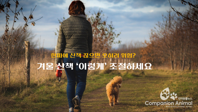 한파에 산책 끊으면 오히려 위험? 겨울 산책 ‘이렇게’ 조절하세요 (TOP5)