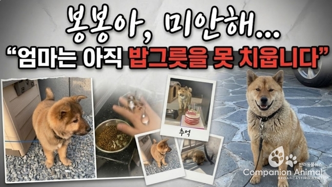 대전 반려견 봉봉이 사건 논란… “가족 같은 반려동물, 왜 아직도 물건처럼 다뤄지나?"